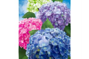 MULTICOLOR HYDRANGEAS [SATIN HOUSE BANNER]