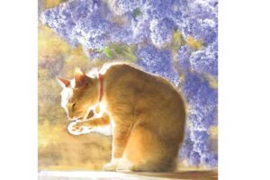 BATHING TABBY [SATIN]