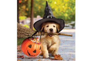 GOLDENS WITH A BROOM [SATIN GARDEN FLAG]