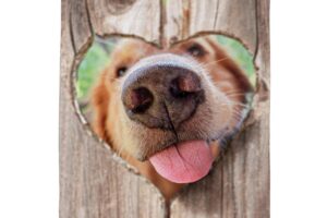 LOVE SMACK [SATIN GARDEN FLAG]